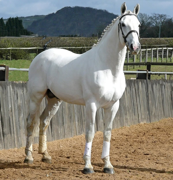 Sports Horse Breeding Of Great Britain